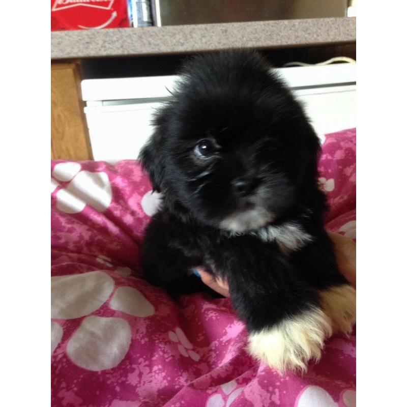 Male Lhasa apso puppies