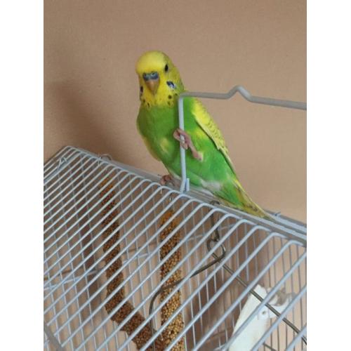12 week old Male Budgie