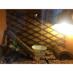Corn snake and full set up