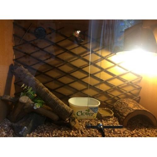 Corn snake and full set up