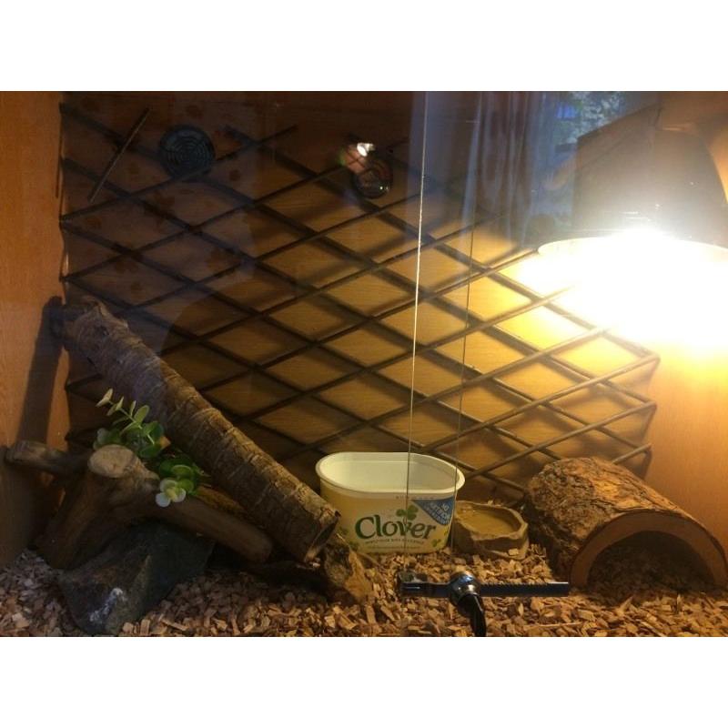 Corn snake and full set up