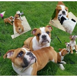 English Bulldog Puppies