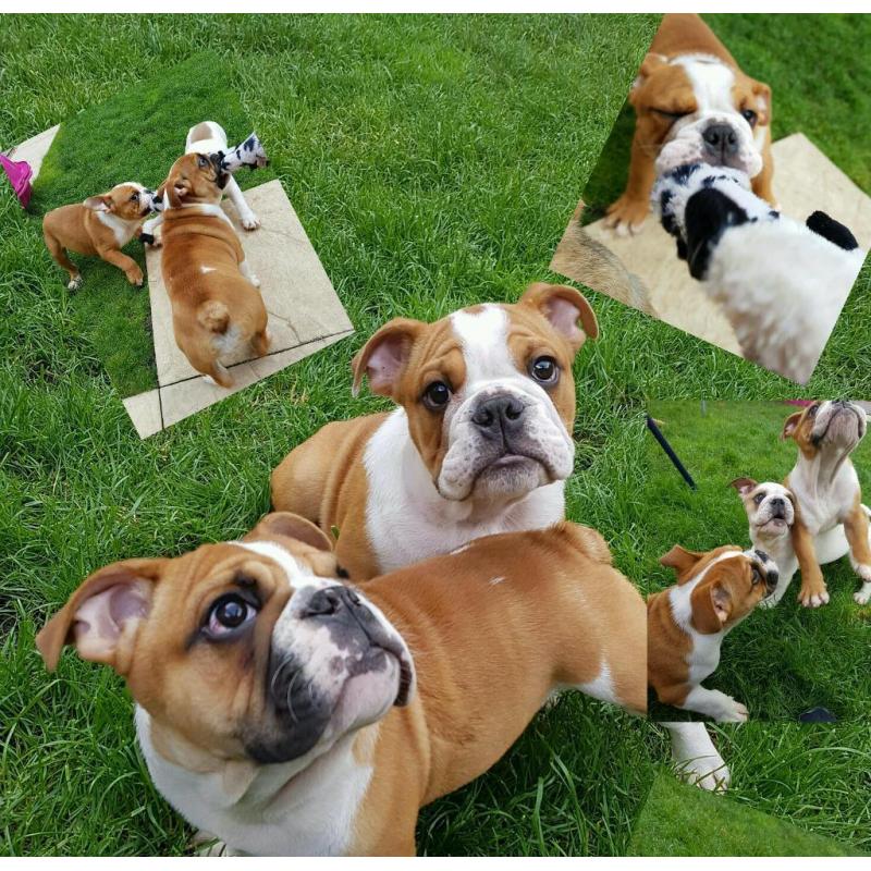 English Bulldog Puppies