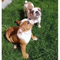English Bulldog Puppies