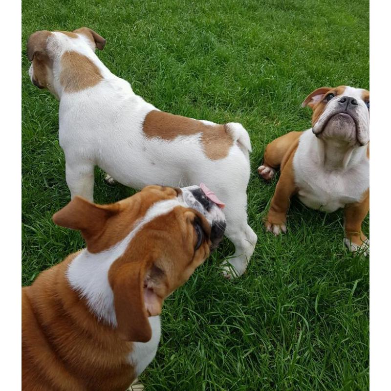 English Bulldog Puppies