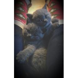 British blue kittens, sired by an Imperial Grand Champion & GCCF registered