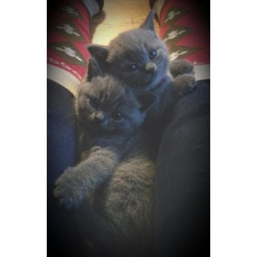 British blue kittens, sired by an Imperial Grand Champion & GCCF registered