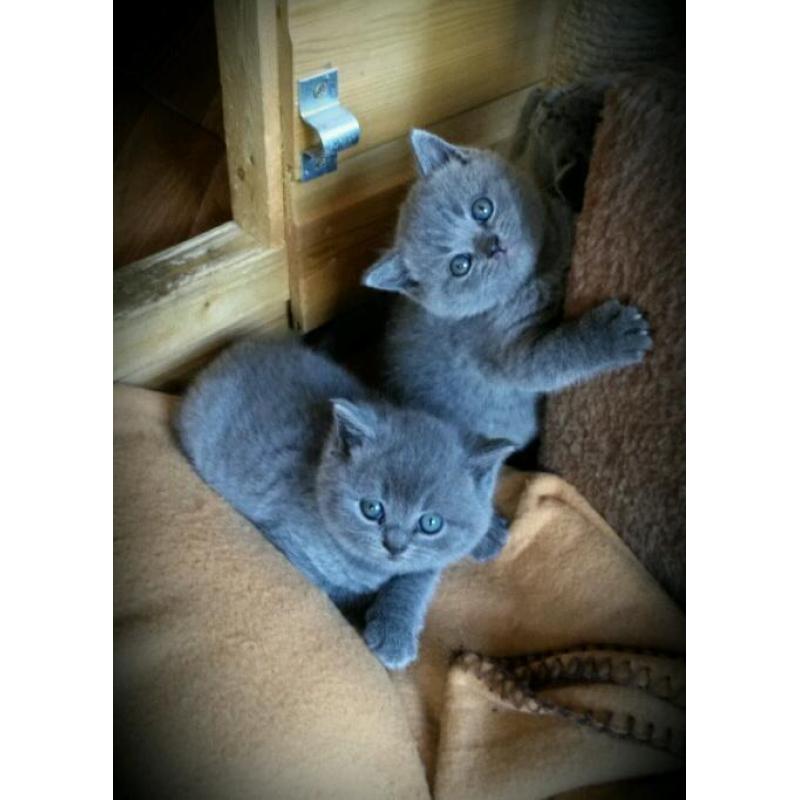 British blue kittens, sired by an Imperial Grand Champion & GCCF registered