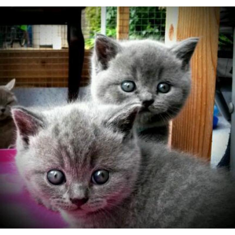 British blue kittens, sired by an Imperial Grand Champion & GCCF registered