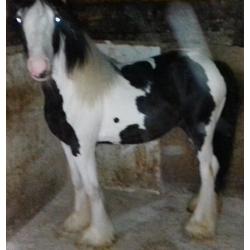 Black and Wight horse colt