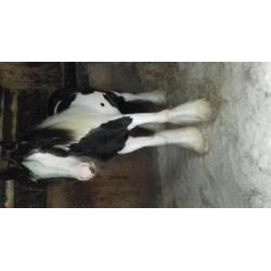 Black and Wight horse colt
