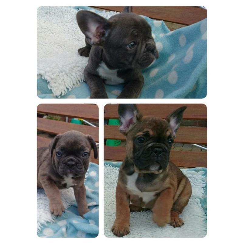 Beautiful Blue and Sable Pups Ready Now