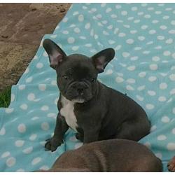Beautiful Blue and Sable Pups Ready Now