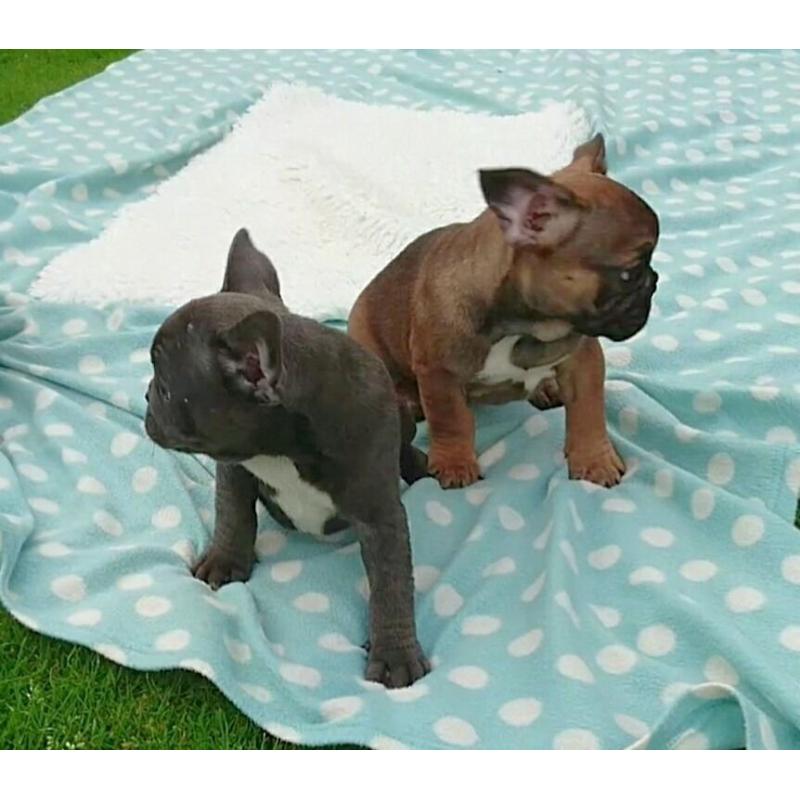 Beautiful Blue and Sable Pups Ready Now