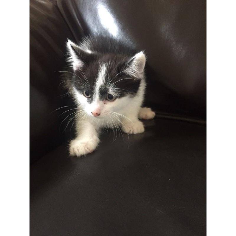 Beautiful Kittens Available