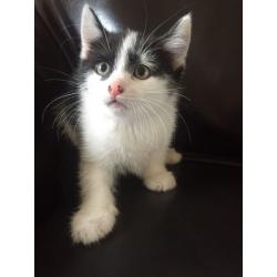 Beautiful Kittens Available
