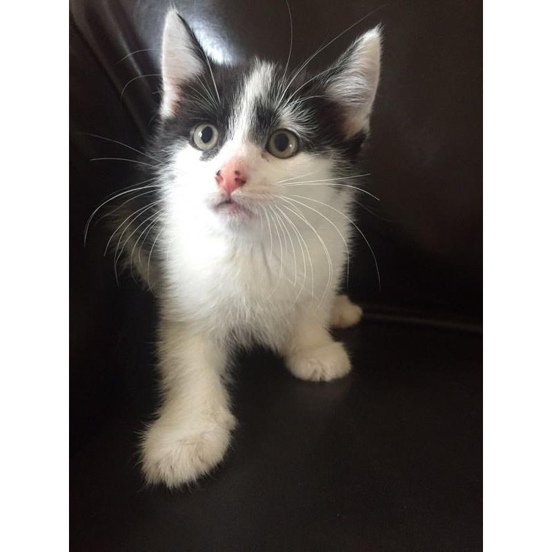 Beautiful Kittens Available