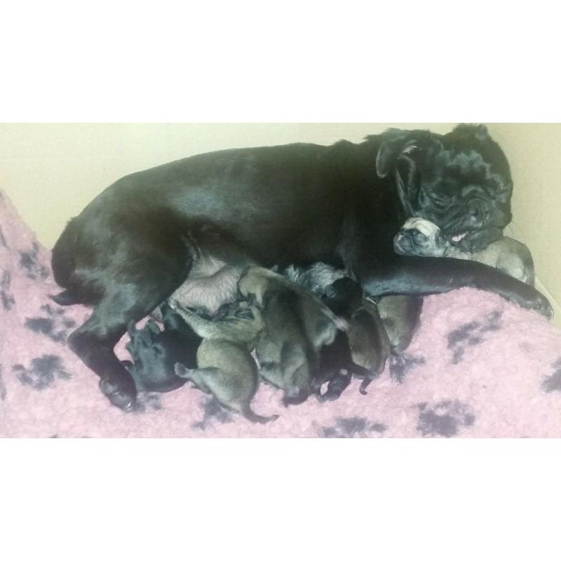 Outstanding Pug Puppies