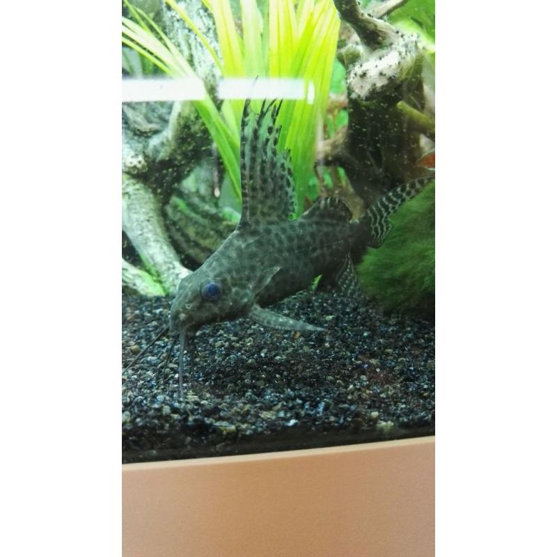 catfish