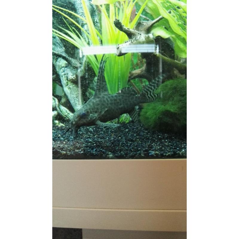 catfish