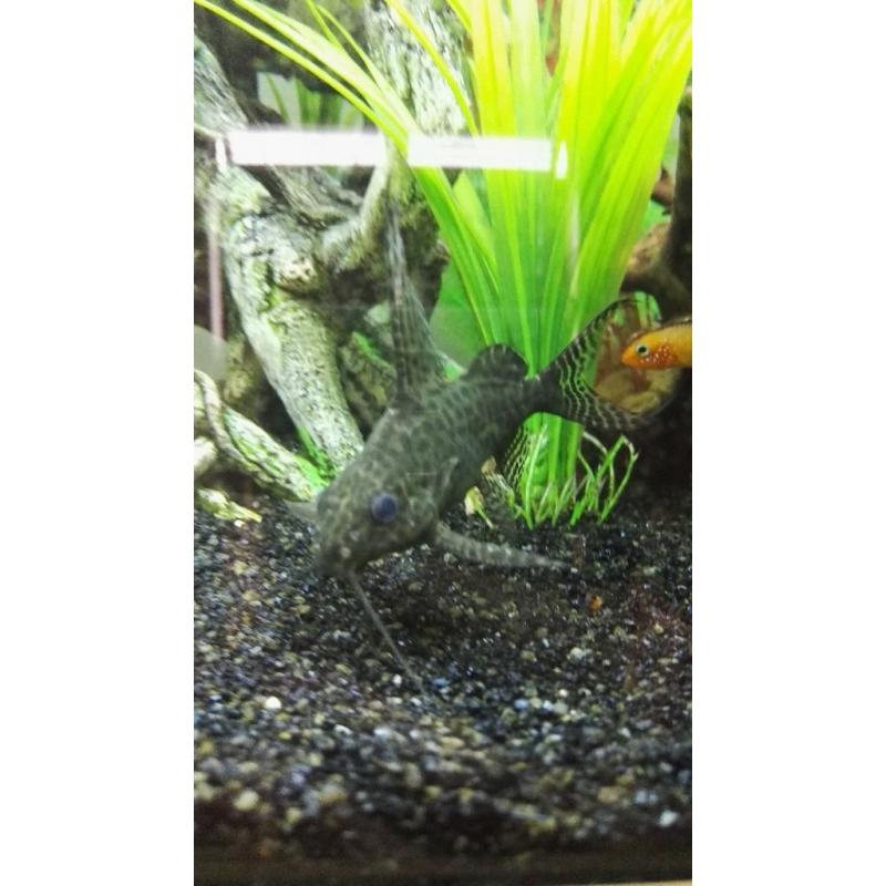 catfish