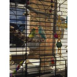 Budgies with cage and accesories