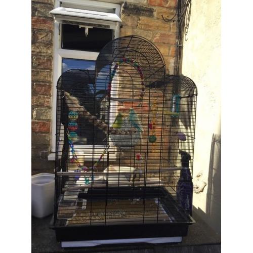 Budgies with cage and accesories