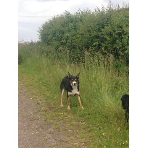 Tri coloured border collie for sale