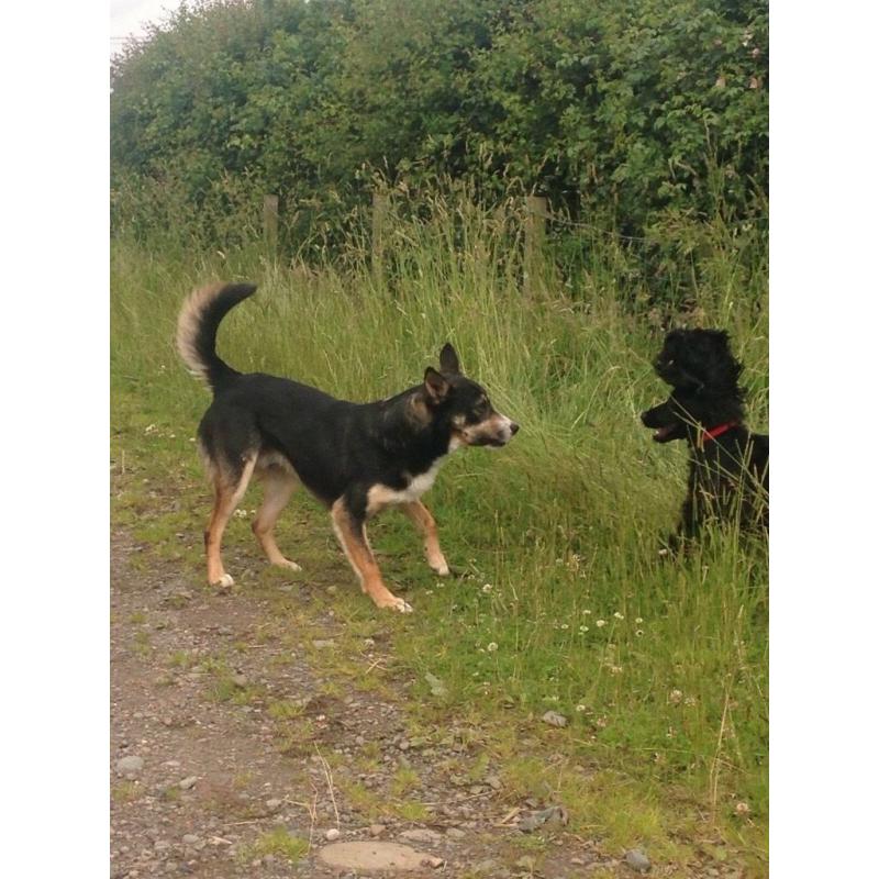 Tri coloured border collie for sale