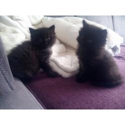 2 cute kittens for sale
