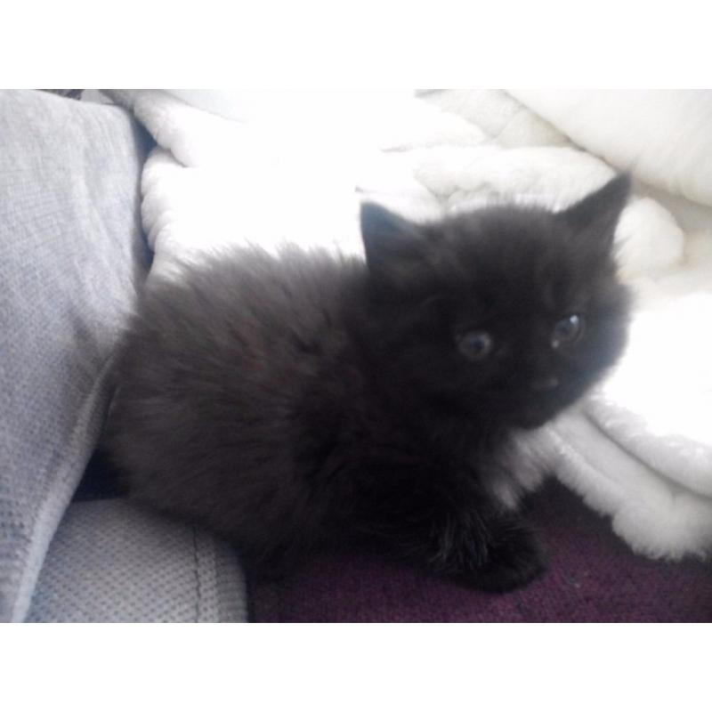 2 cute kittens for sale
