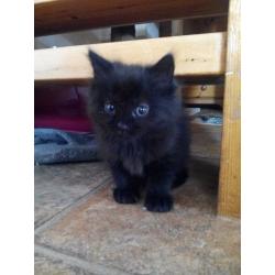 2 cute kittens for sale