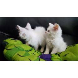 2 Gorgeous Persian X Turkish Angora kittens