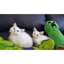 2 Gorgeous Persian X Turkish Angora kittens