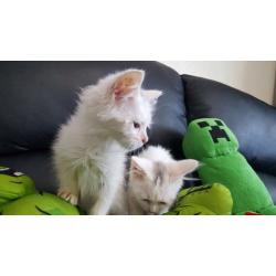 2 Gorgeous Persian X Turkish Angora kittens