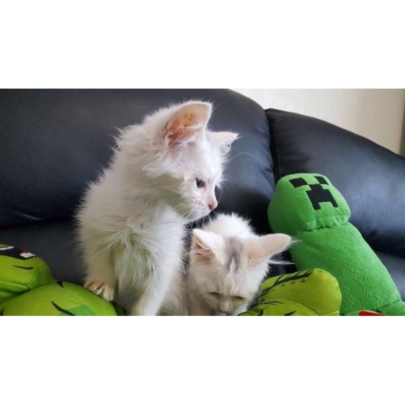 2 Gorgeous Persian X Turkish Angora kittens
