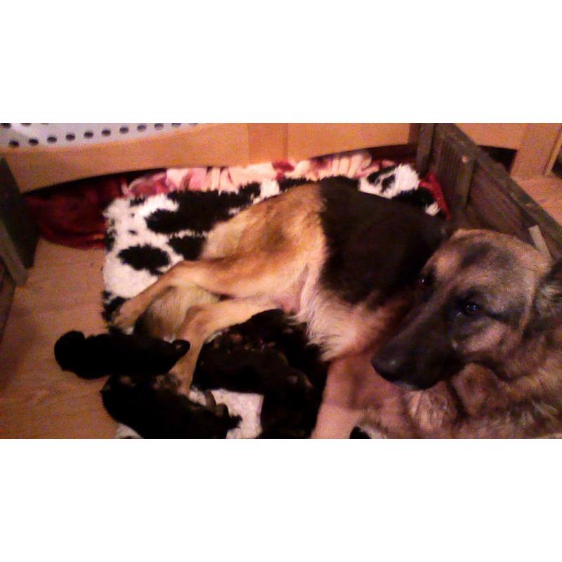german shepherds