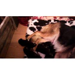 german shepherds