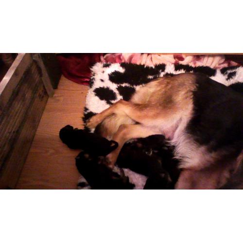 german shepherds