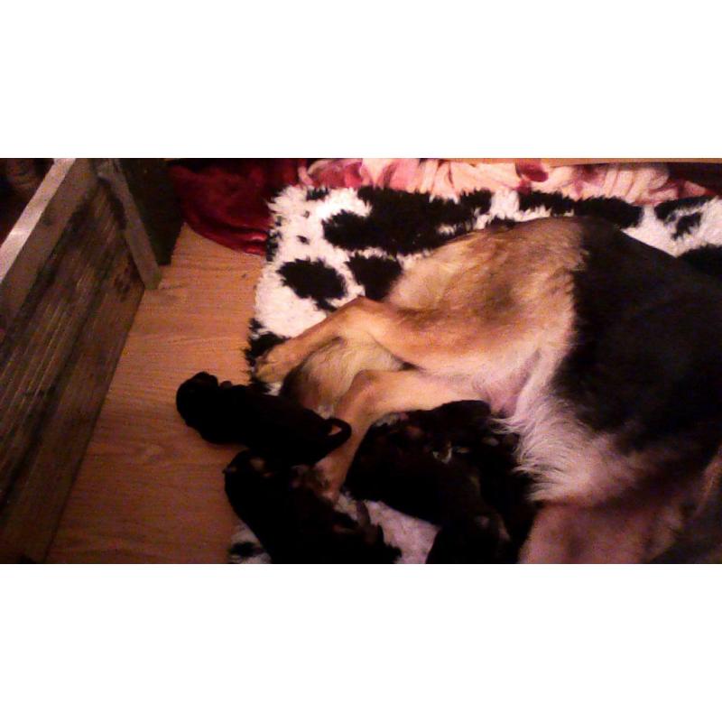 german shepherds