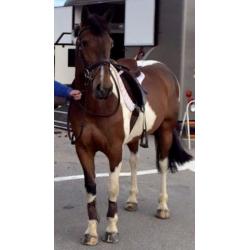 Stunning, kind project mare for sale