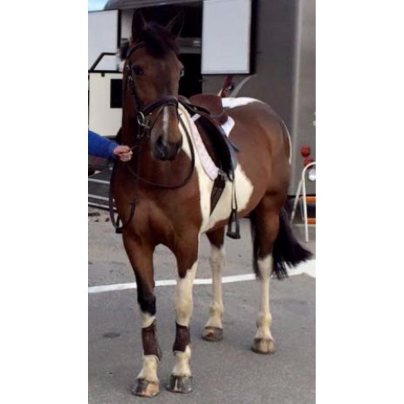 Stunning, kind project mare for sale