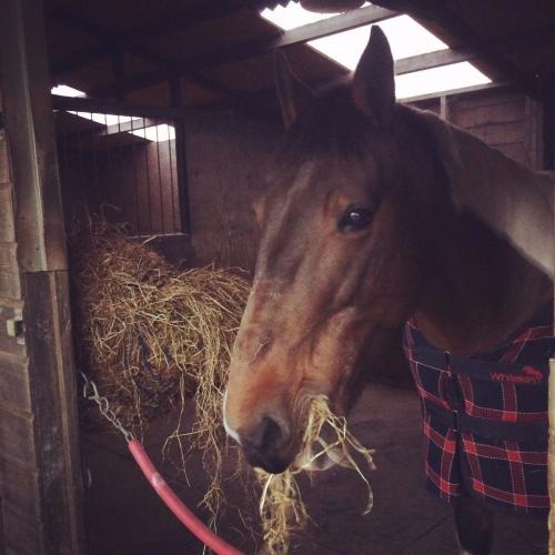 Stunning, kind project mare for sale