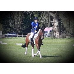 Stunning, kind project mare for sale