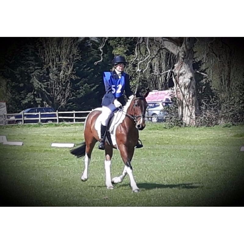 Stunning, kind project mare for sale