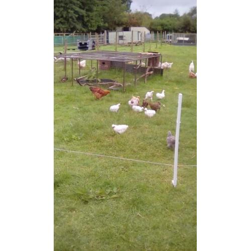 Poultry. Hen