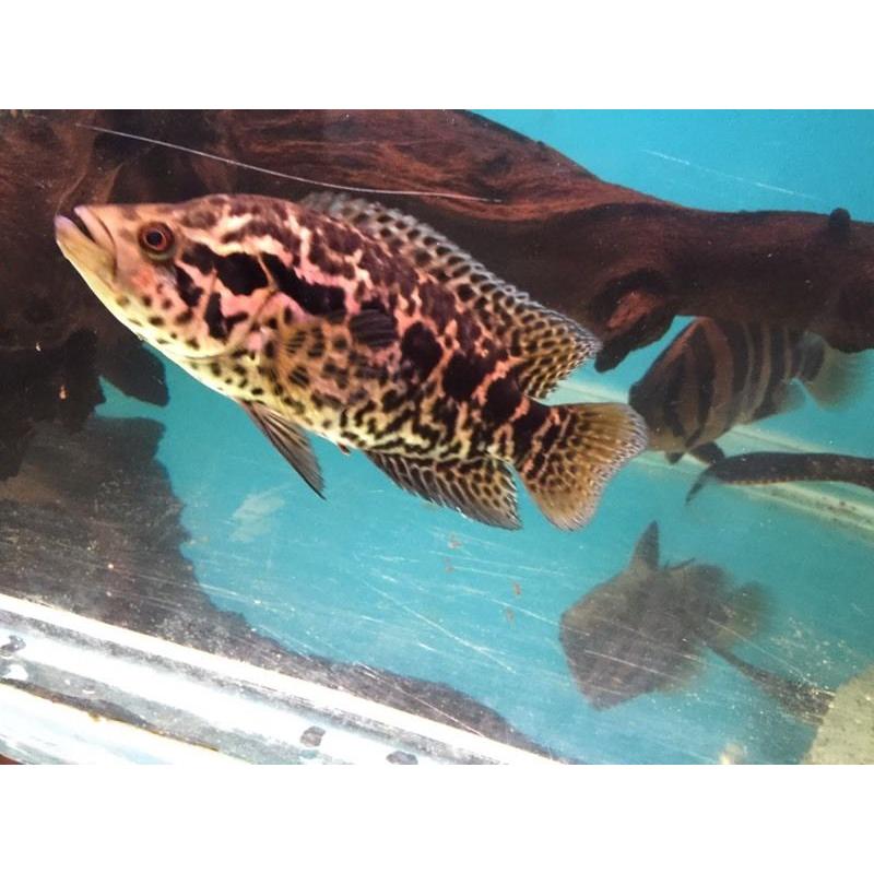 7-8" jag