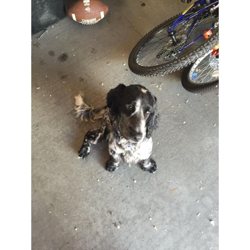 Blue roan cocker spaniel 7 month old