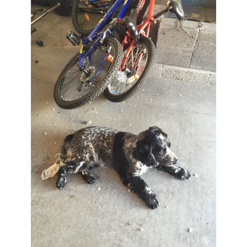 Blue roan cocker spaniel 7 month old