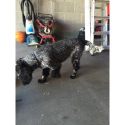 Blue roan cocker spaniel 7 month old